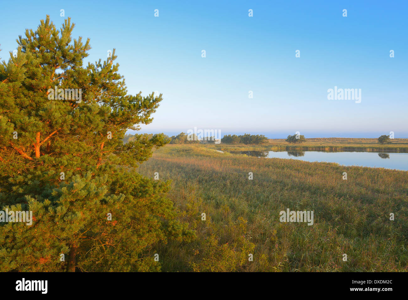 Landschaft im Morgenlicht, Darßer Ort, Fischland-Darß-Zingst, Mecklenburg-Western Pomerania, Deutschland Stockfoto