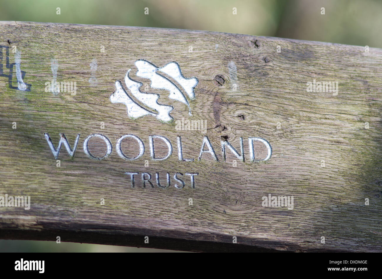 Woodland Trust Logo geschnitzt in Holzoberfläche.  Schloss Wald Skipton North Yorkshire UK Stockfoto