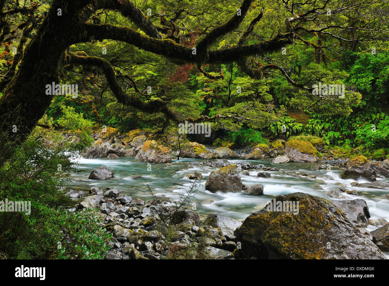 Gebirgsbach, Fiordland-Nationalpark, Te Wahipounamu, Southland, Südinsel, Neuseeland Stockfoto