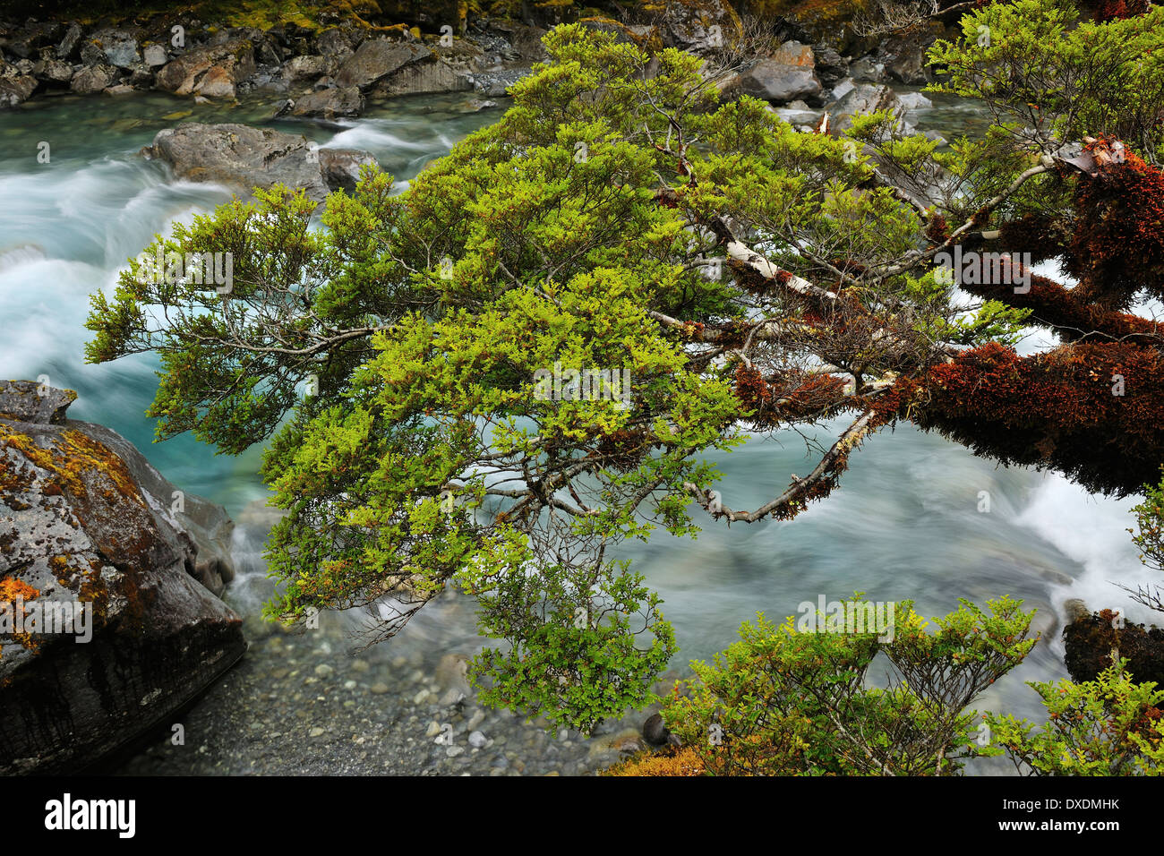 Gebirgsbach mit Baum, Fiordland-Nationalpark, Te Wahipounamu, Southland, Südinsel, Neuseeland Stockfoto