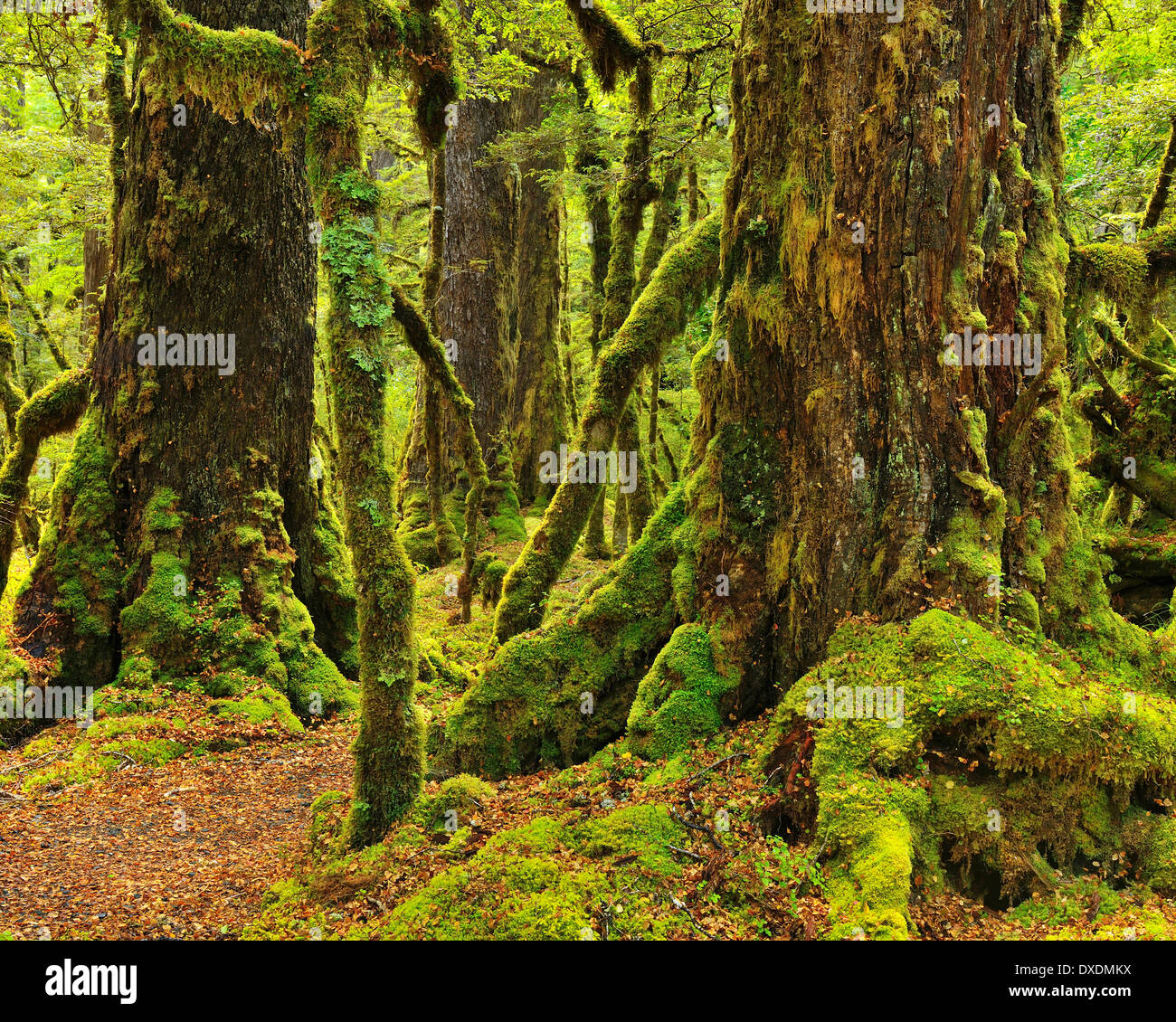 Regenwald, Lake Gunn Naturwanderung, Fjordland National Park, Te Wahipounamu, Southland, Südinsel, Neuseeland Stockfoto