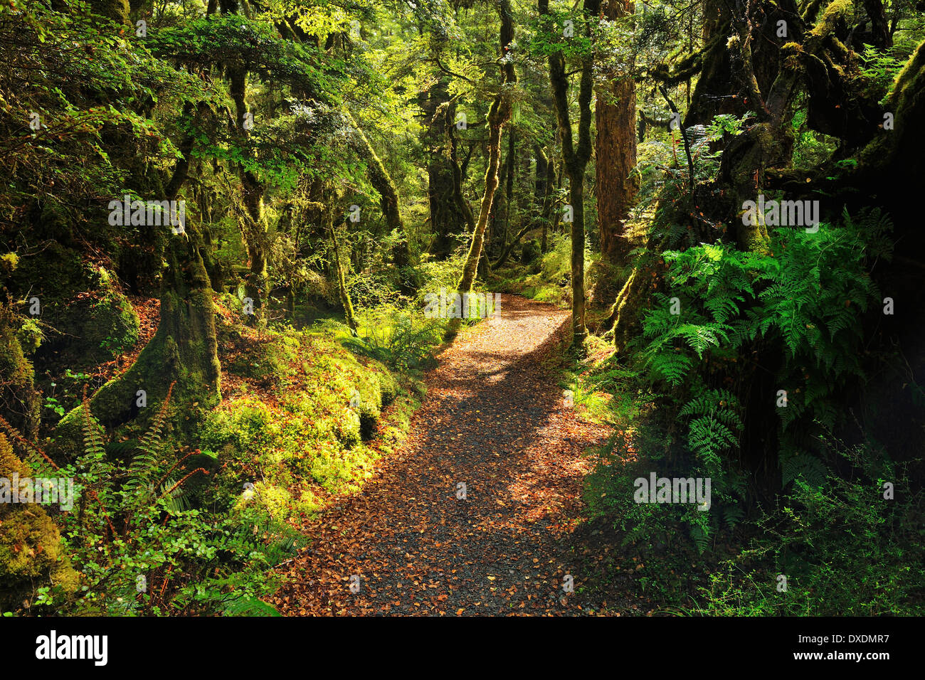 Weg durch den Regenwald, Lake Gunn Naturwanderung, Fjordland National Park, Te Wahipounamu, Southland, Südinsel, Neuseeland Stockfoto
