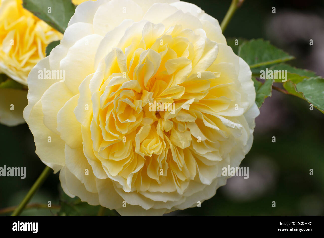 Englische Strauch-Rose, Rosa 'Graham Thomas' Stockfoto