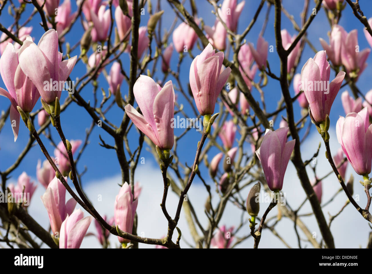 Gresham hybride Magnolia Liliiflora x M. Veitchi "Himbeer Eis" Stockfoto