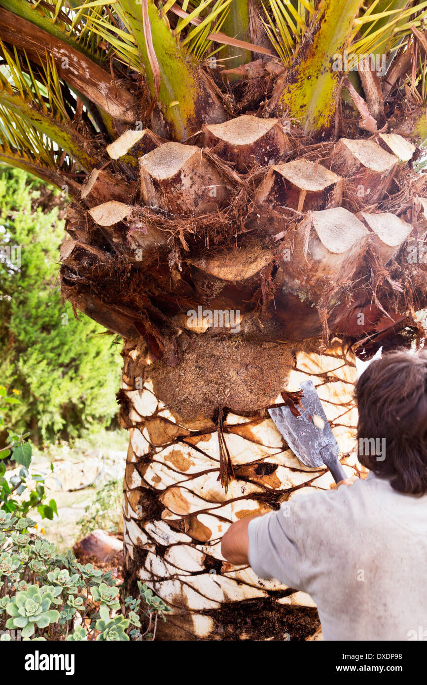 Rückansicht des Mannes peeling Palme mit Klinge, Mallorca, Spanien Stockfoto