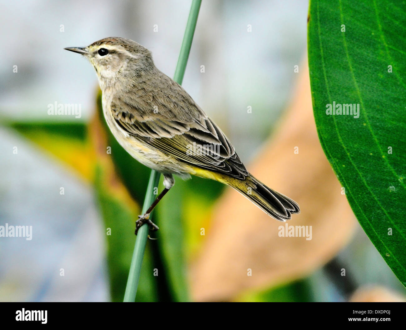Palmenbarsche (Setophaga palmarum), die auf einem Schilf zwischen tropischen Blättern thront und ein subtiles braunes Gefieder mit gelber Unterseite und blassen Augenbrauen zeigt. Stockfoto
