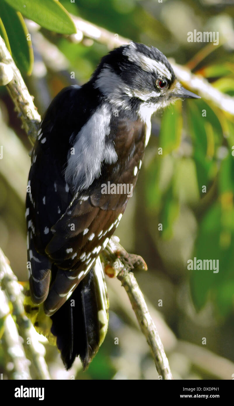 Ein flauschiger Specht-Vogel - Picoides Pubecens, auf einem Ast thront, vor einem verschwommenen Hintergrund abgebildet. Stockfoto