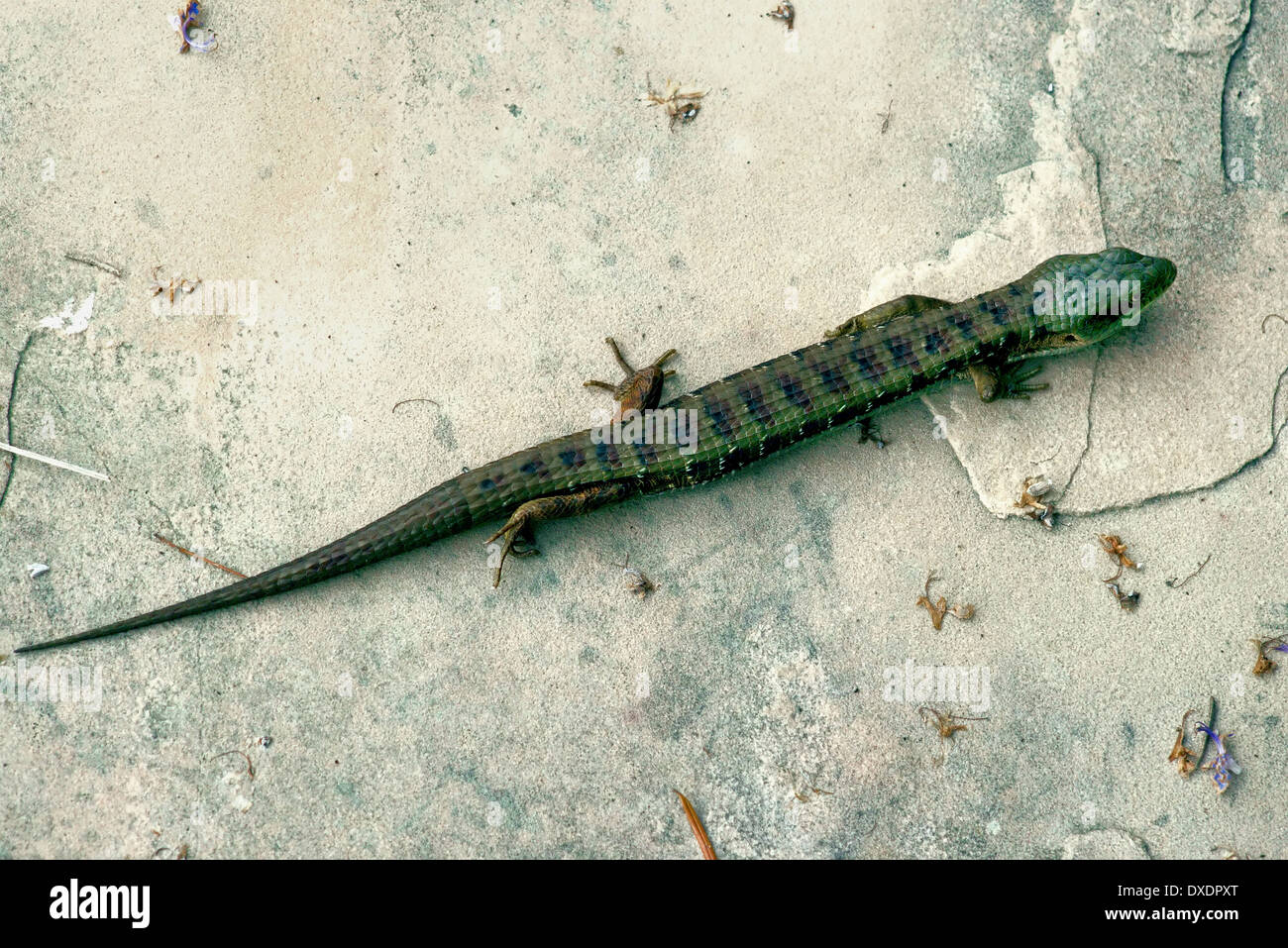 Alligatoreidechse (Elgaria Multicarinata) auf Betonoberfläche mit langem Schwanz, geschwungenem Körper und gemusterter Haut mit Grün- und Brauntönen in Natur Stockfoto