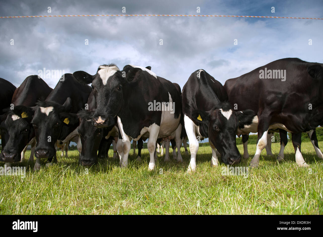 Molkerei Vieh auf der Weide, hinter einem Elektrozaun. Cumbria, UK. Stockfoto