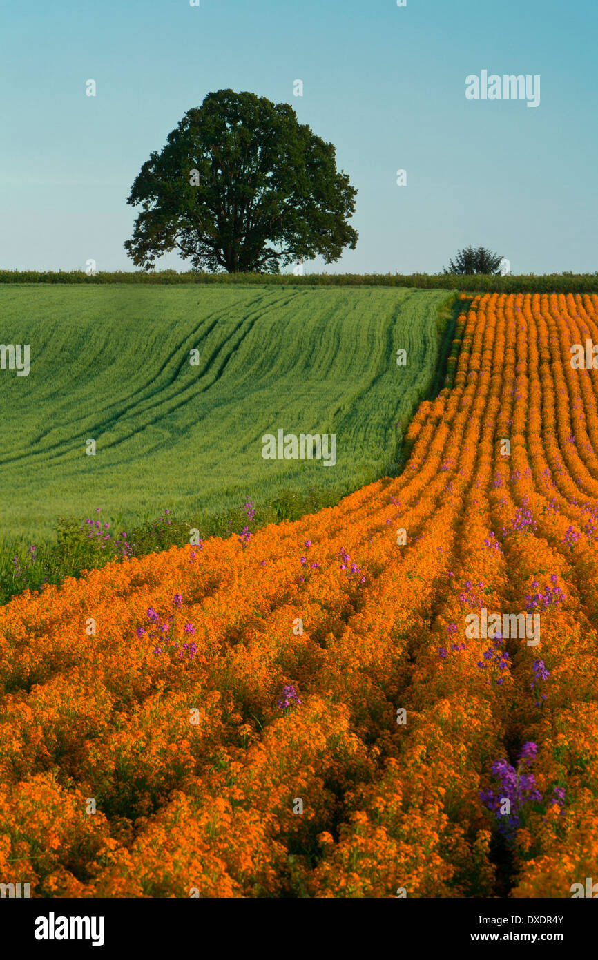 Mauerblümchen und Gräser säumen das Willamette Valley im Frühjahr wie eine stattliche Eiche den Hintergrund ausfüllt. Stockfoto