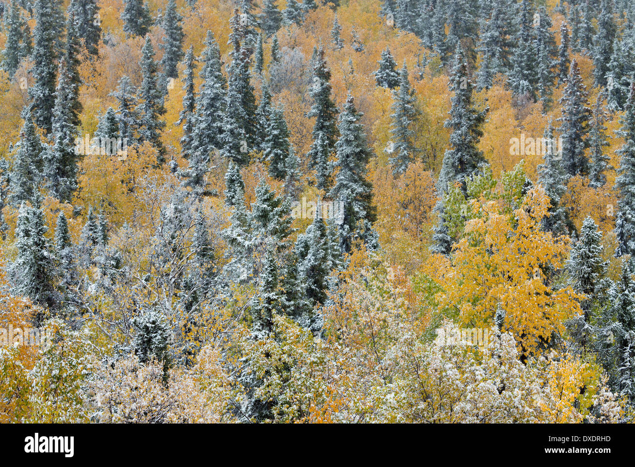 Herbstfärbung und der erste Schnee auf Kuppel Hügel oberhalb von Dawson City, Yukon Territorien, Kanada Stockfoto