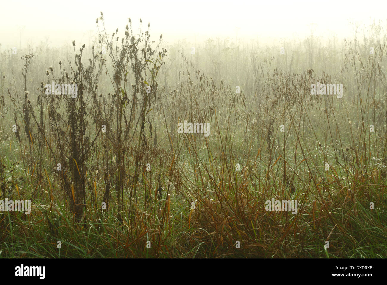 Ein nebeliger Morgen befeuchtet die Wiese im Tau in der Morgendämmerung. Stockfoto