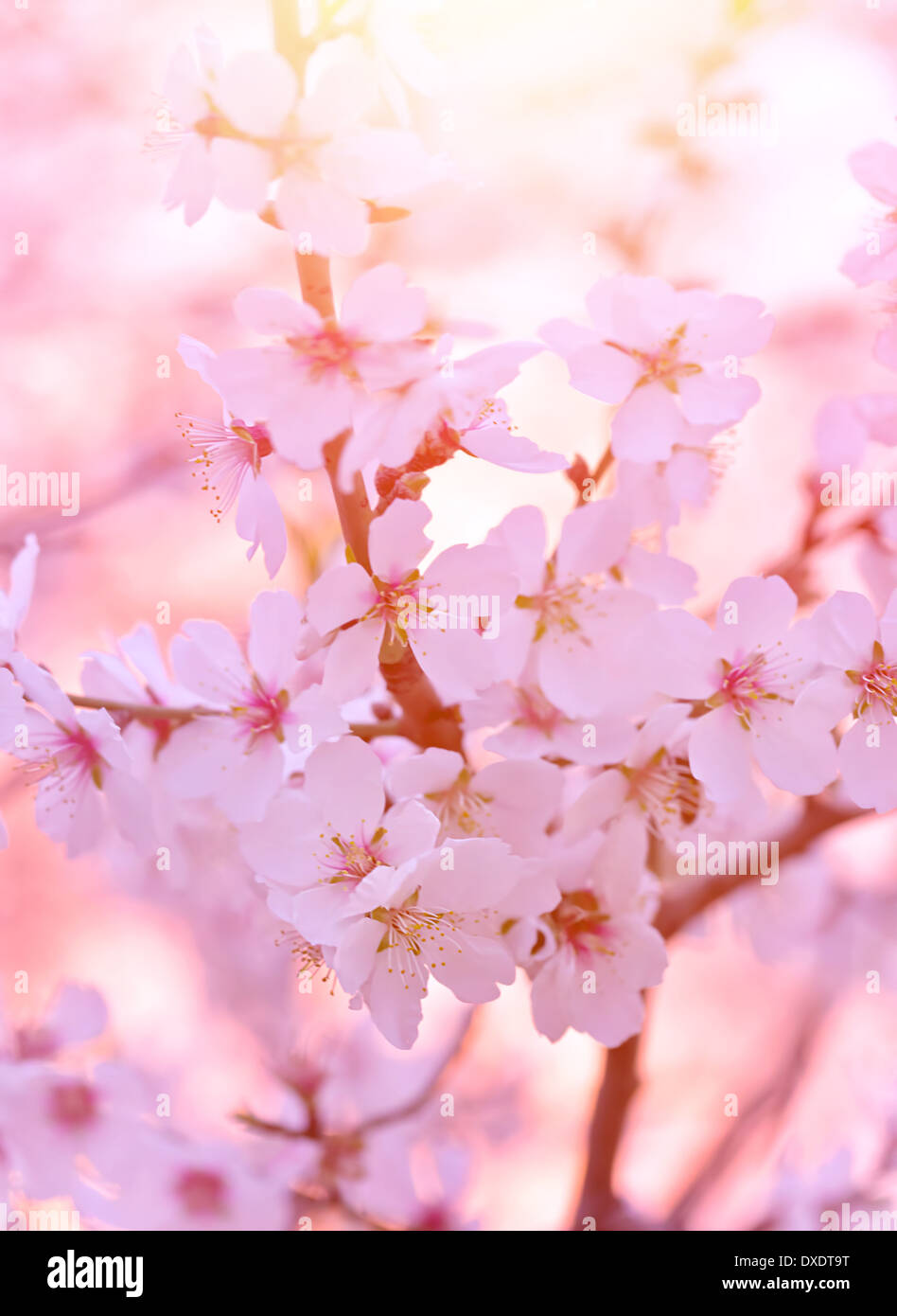 Schöner Baum Blüte, abstrakten floralen Hintergrund, Kirsche Zweige mit frischen weißen Blumen, sanfte blühenden Garten, Frühling Natur Stockfoto