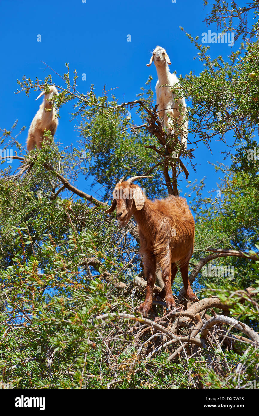 Ziegen ernähren sich von Nüssen Arganöl (Argania Spinosa) in ein Arganbaum  in einem Obstgarten in der Nähe von Essaouira, Marokko Stockfotografie -  Alamy