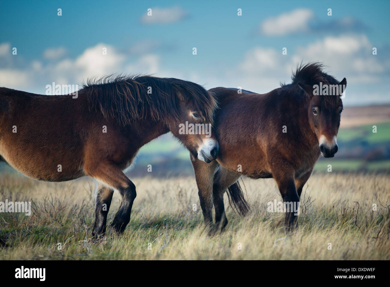 Wildpferde auf Winsford Hill, Exmoor National Park, Somerset, England, UK Stockfoto