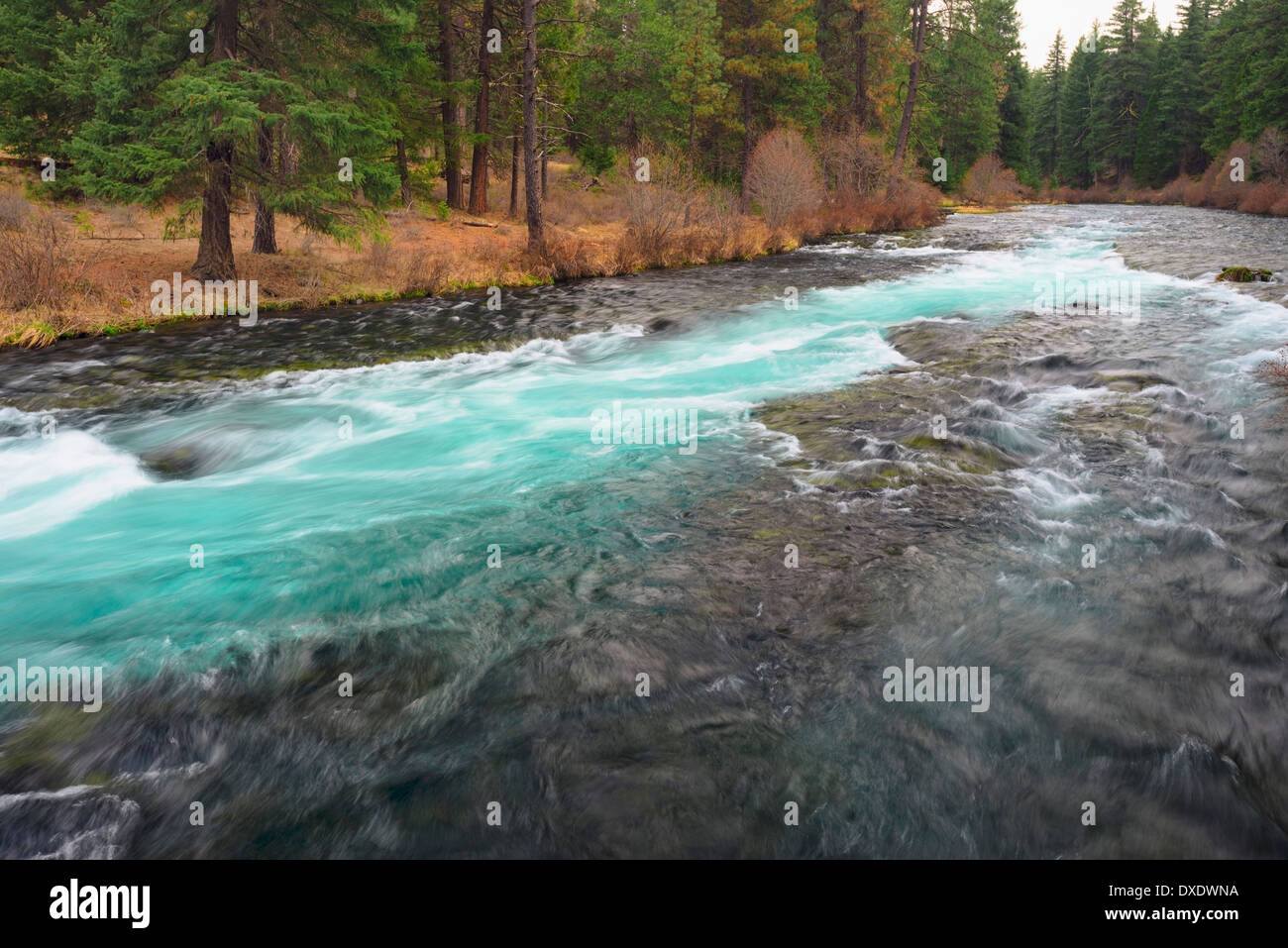 Ansicht der Wildnis, Metolius River, Oregon, USA Stockfoto