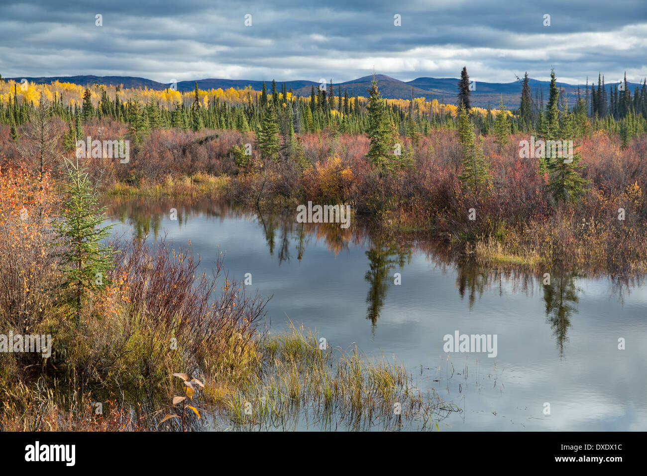 Herbstfarben in den borealen Wald auf der Silver Spur in der Nähe von Mayo, Yukon Territorien, Kanada Stockfoto