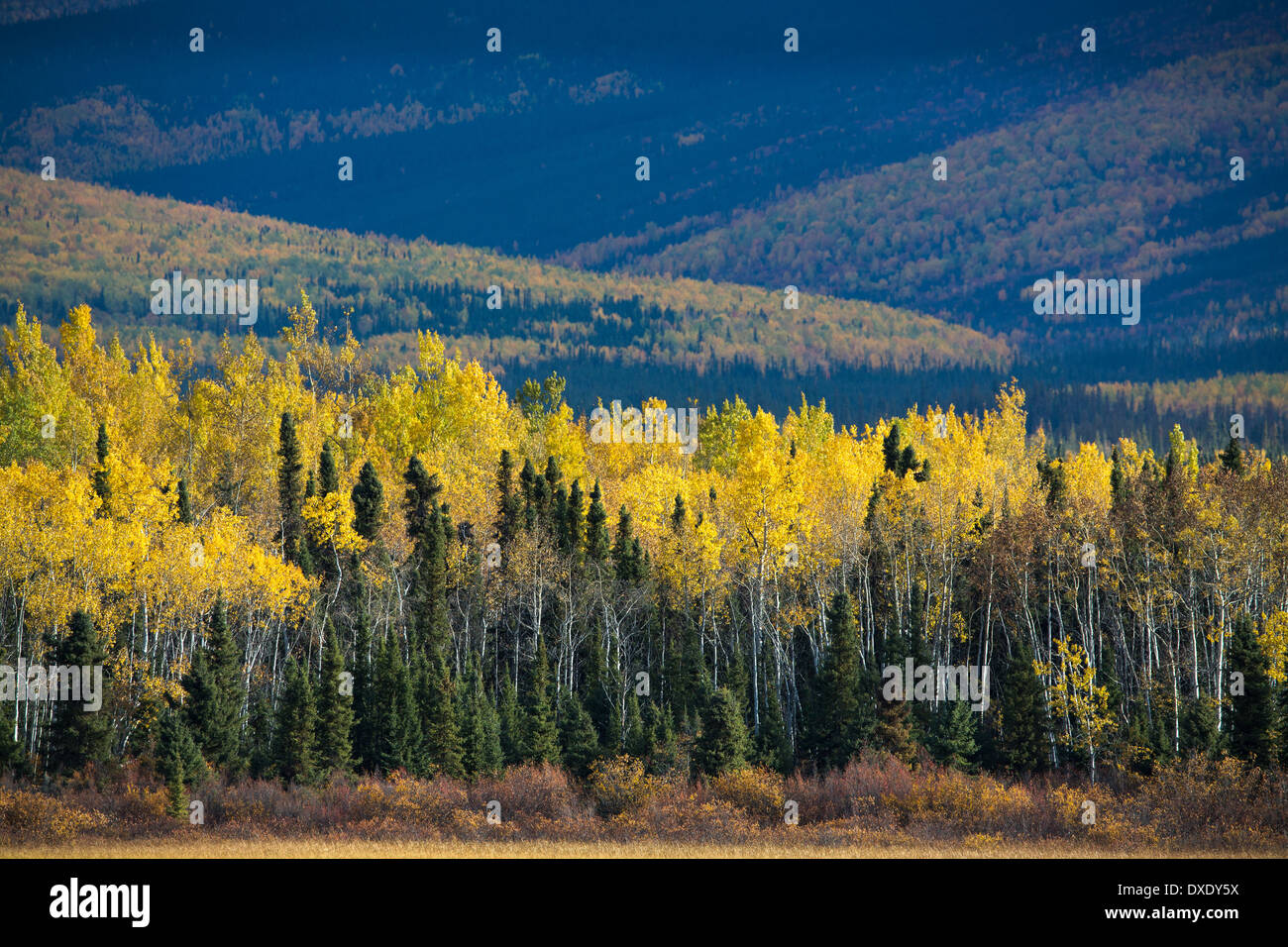 Herbstfärbung Futter dem Klondike Highway in der Nähe von Moose Creek, Yukon Territorien, Kanada Stockfoto