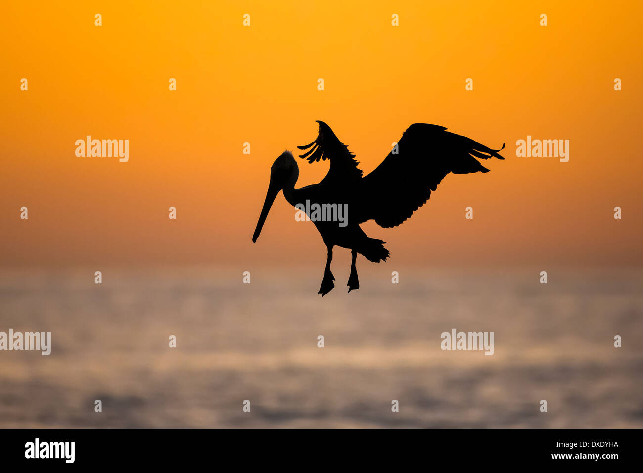Ein brauner Pelikan fliegen ist Silhouette gegen die Morgendämmerung Aufhellung über das Meer von Cortez in Los Cabos, Mexiko Stockfoto Ein brauner Pelikan fliegen ist Silhouette gegen die Morgendämmerung Aufhellung über das Meer von Cortez in Los Cabos, Mexiko Stockfoto