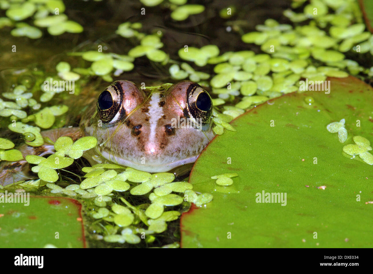 Frosch aus dem Wasser spähen Stockfoto