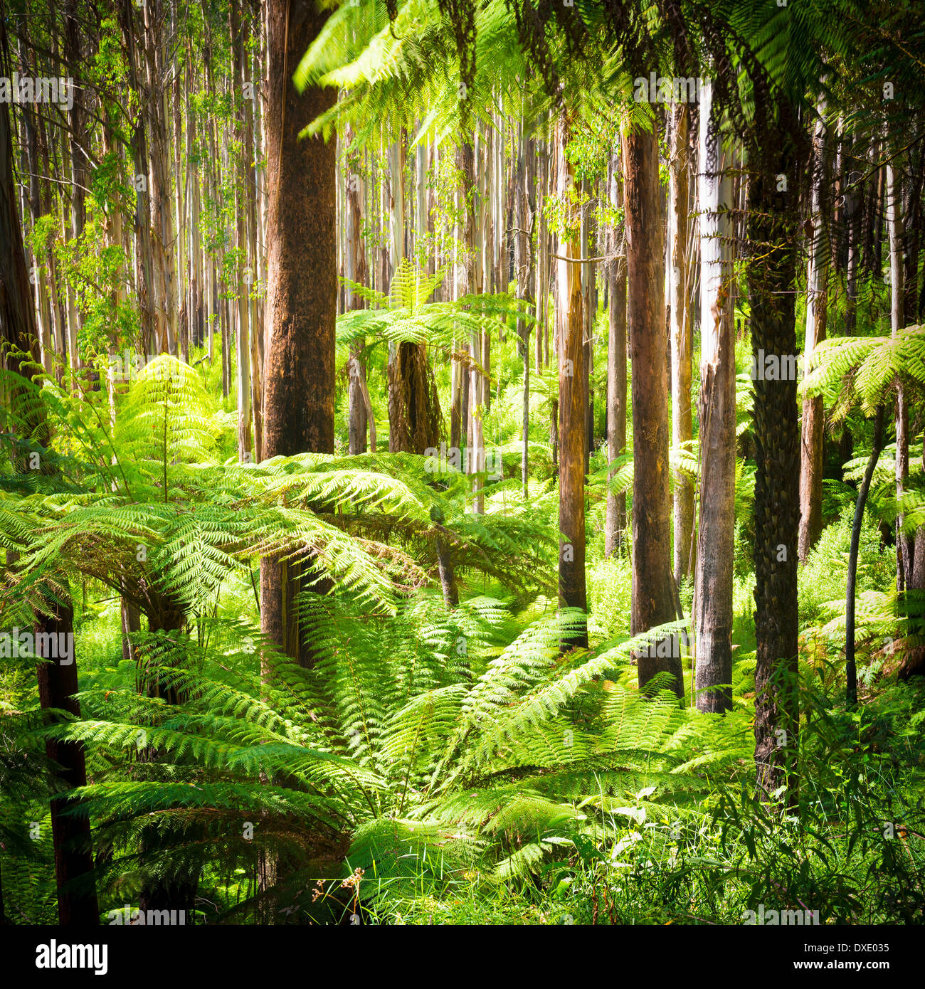 Üppigen grünen Farnen, Baumfarnen und hoch aufragenden Eberesche entlang der schwarzen Sporn, Victoria, Australien Stockfoto