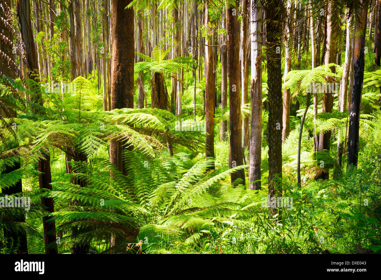 Üppigen grünen Farnen, Baumfarnen und hoch aufragenden Eberesche entlang der schwarzen Sporn, Victoria, Australien Stockfoto