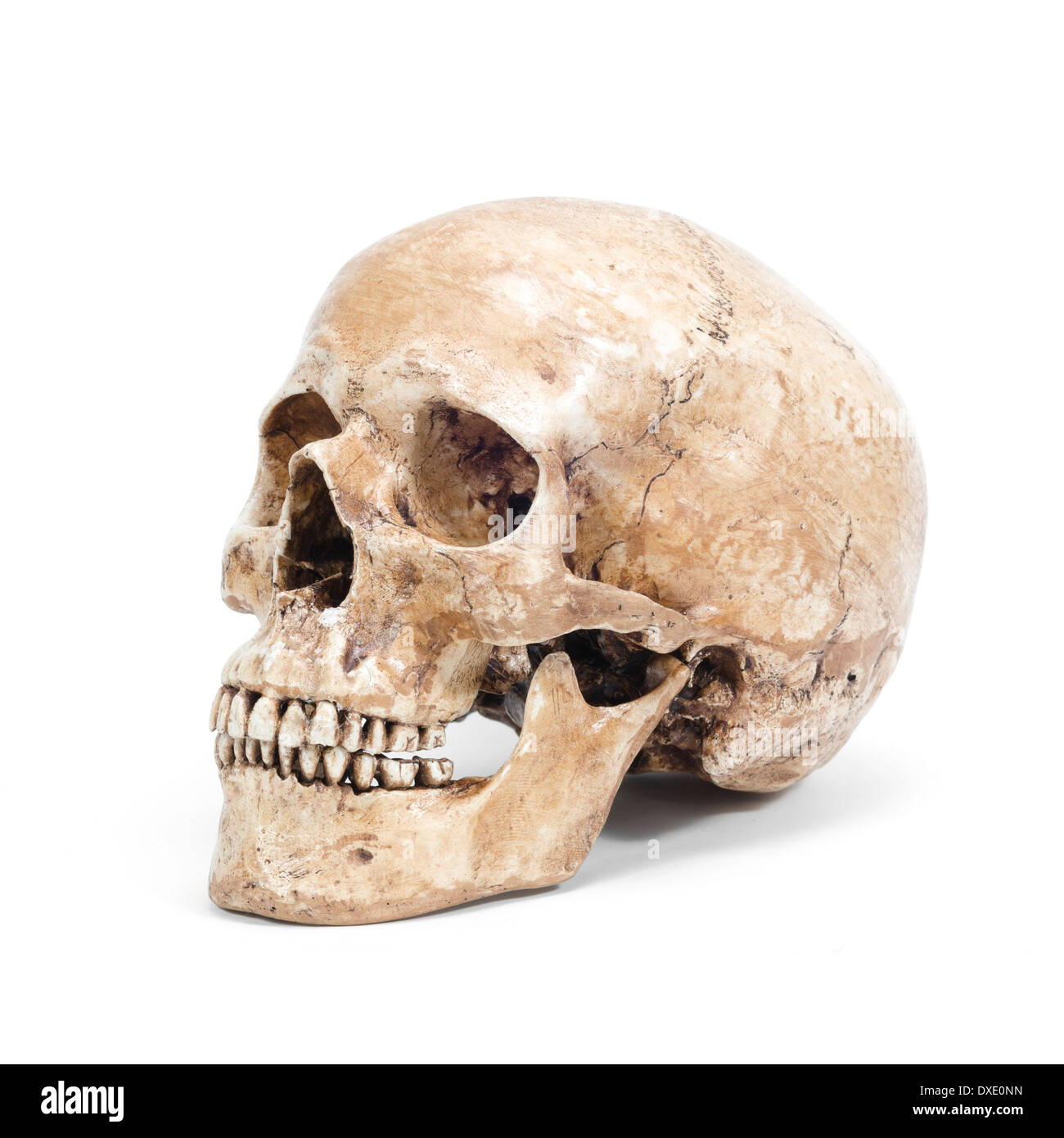 einzigen menschlichen Schädel, die isoliert auf weißem Hintergrund Stockfoto
