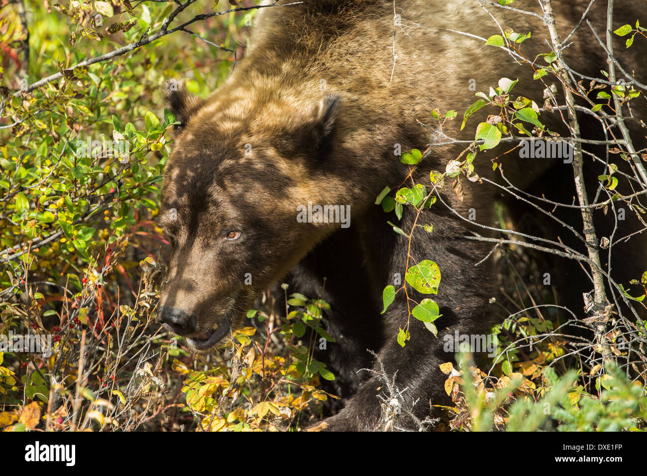 ein Jugendlicher Grizzly Bear, Kluane National Park, Yukon Territorien, Kanada Stockfoto