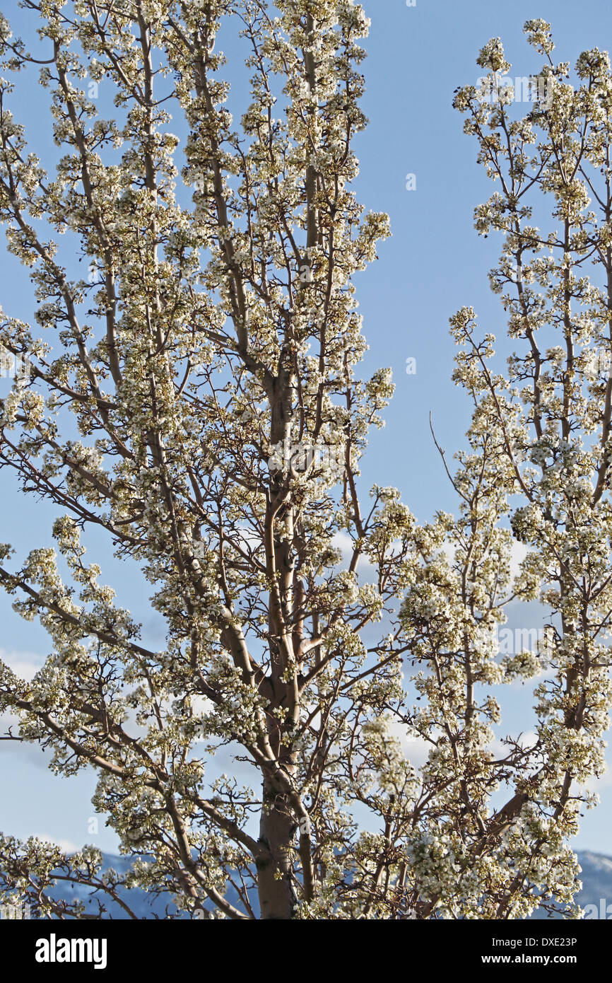 Blühender Baum Blumen Stockfoto