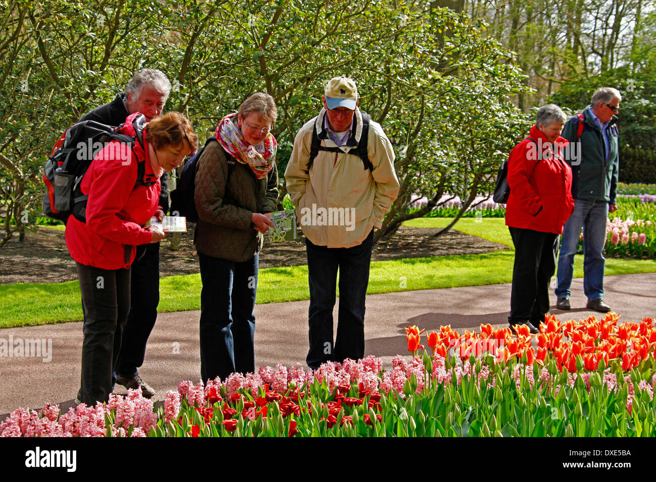 Touristen schauen Blumenbeete mit Tulpen und Hyazinthen, Keukenhof, Lisse, Niederlande / Stockfoto