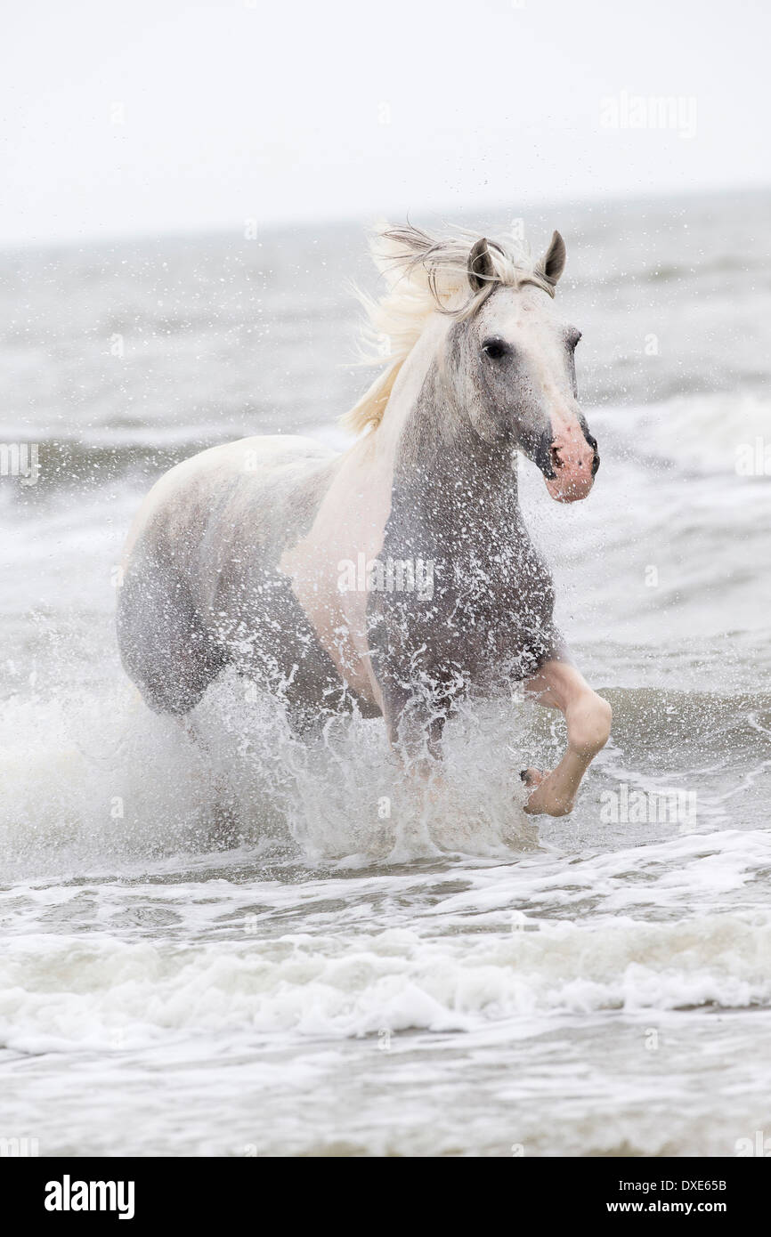 Rein spanische Pferd, andalusischen. Graue Erwachsenen, die sich aus dem Meer, Rumänien Stockfoto