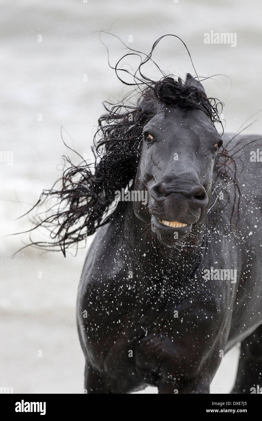 Friesen. Schwarzer Hengst schüttelte seinen Kopf. Rumänien Stockfoto