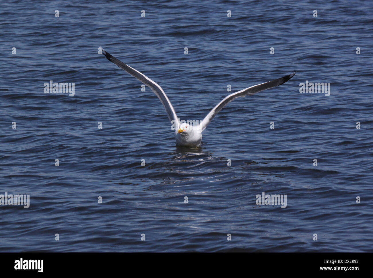 Silbermöwe aus Wasser spülen Stockfoto