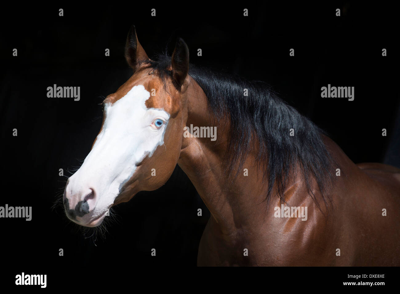 Paint horse equus ferus caballus Fotos und Bildmaterial in hoher