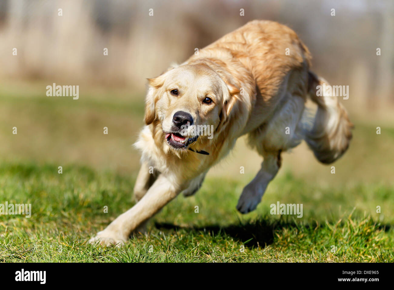 Schöne Rassehund amüsiert sich während der Sommerzeit. Stockfoto