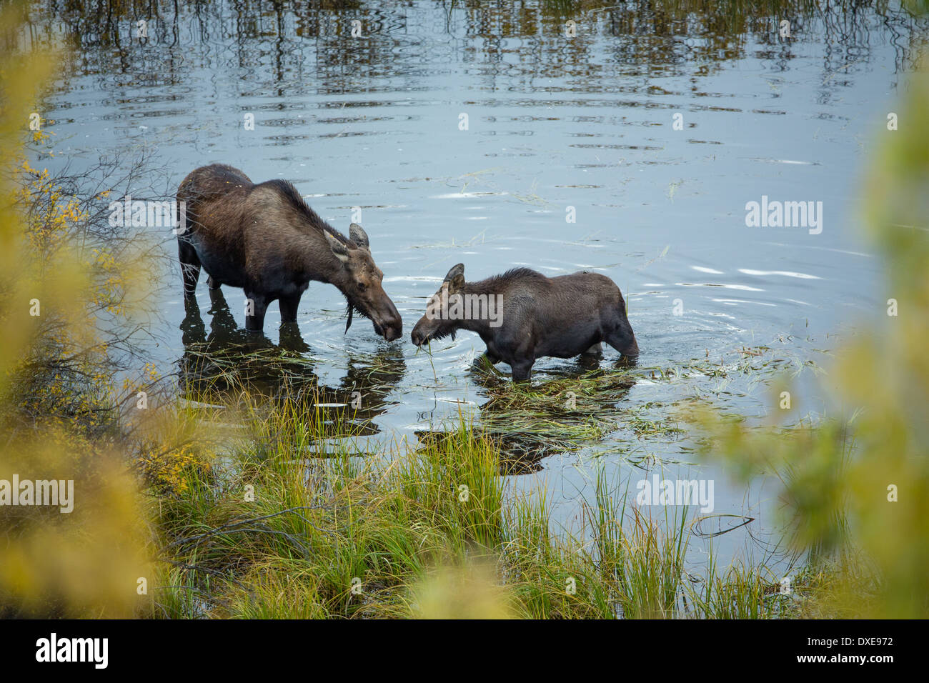 Ein Elch Kuh und ihr Kalb in der Stewart River, Yukon Territorien, Kanada Stockfoto