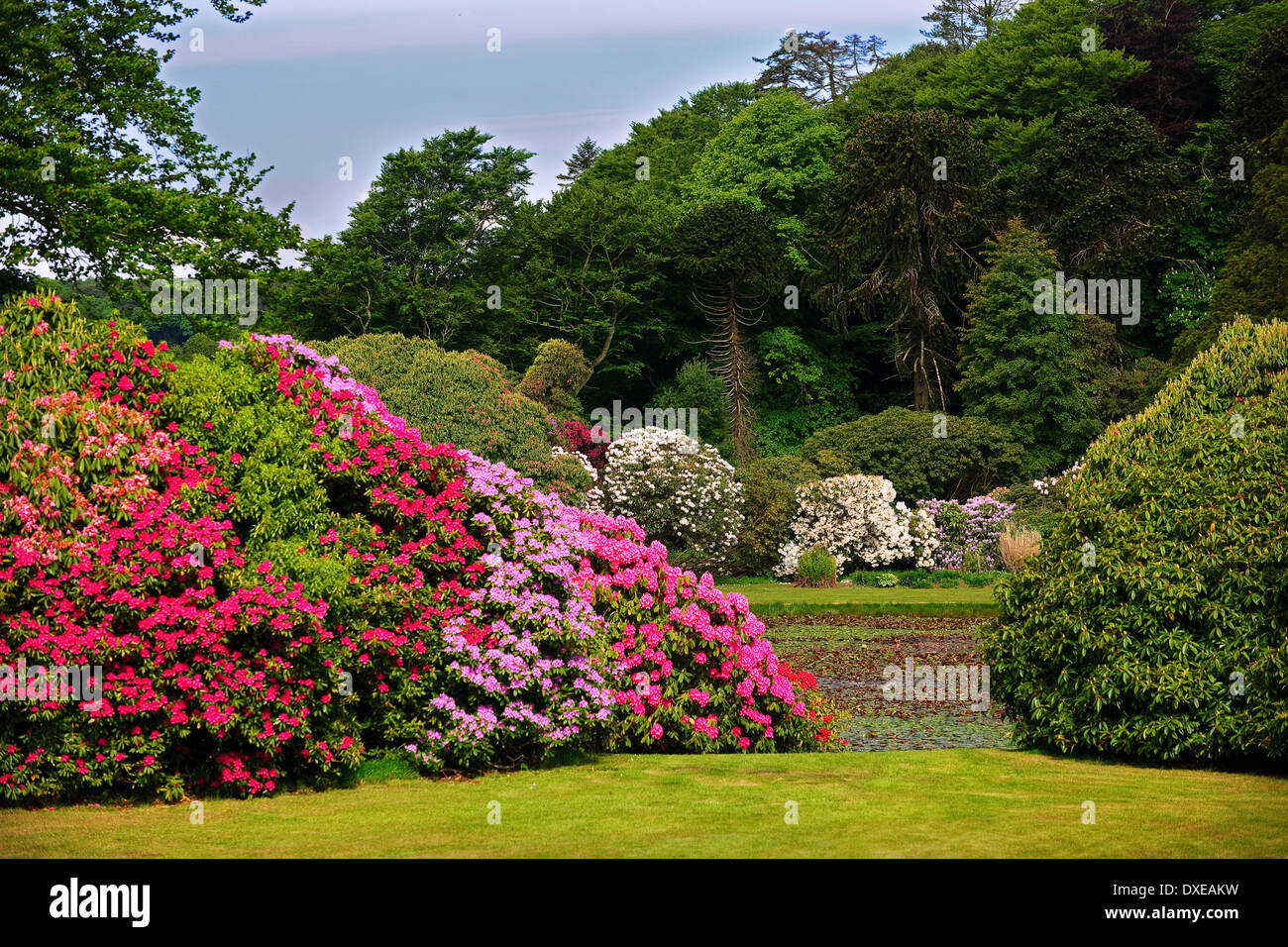 Schloss Kennedy Gärten, Dumfries & Galloway. Stockfoto