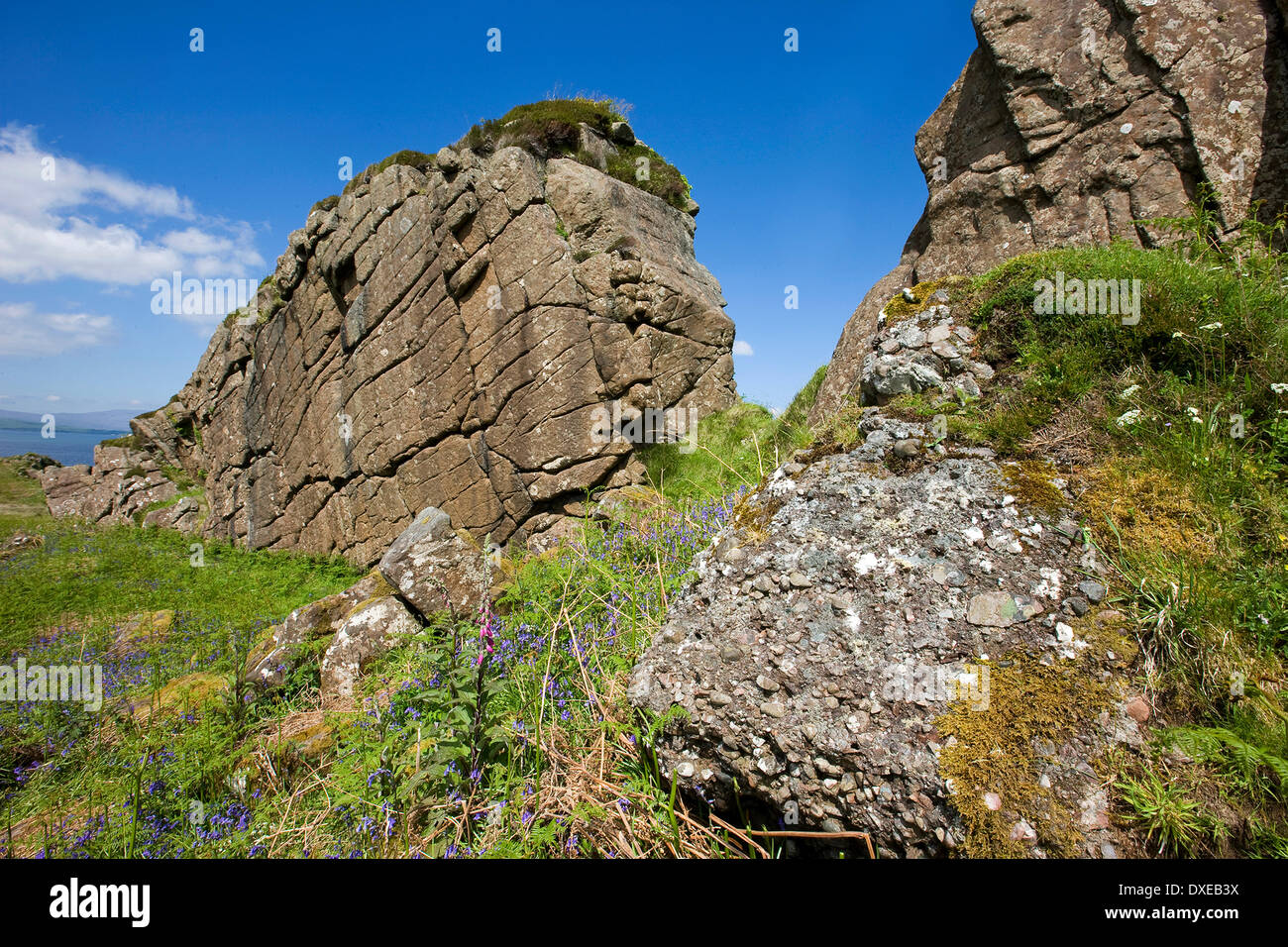 Basalt-Deich und rotem Sandstein Konglomerat, Insel Kerrera Stockfoto