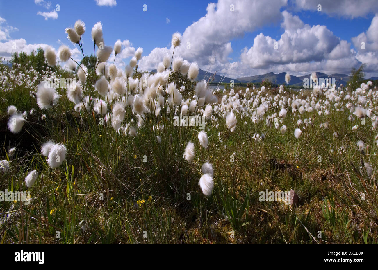 Nahaufnahme von Wollgras an der Westküste von Schottland. Stockfoto