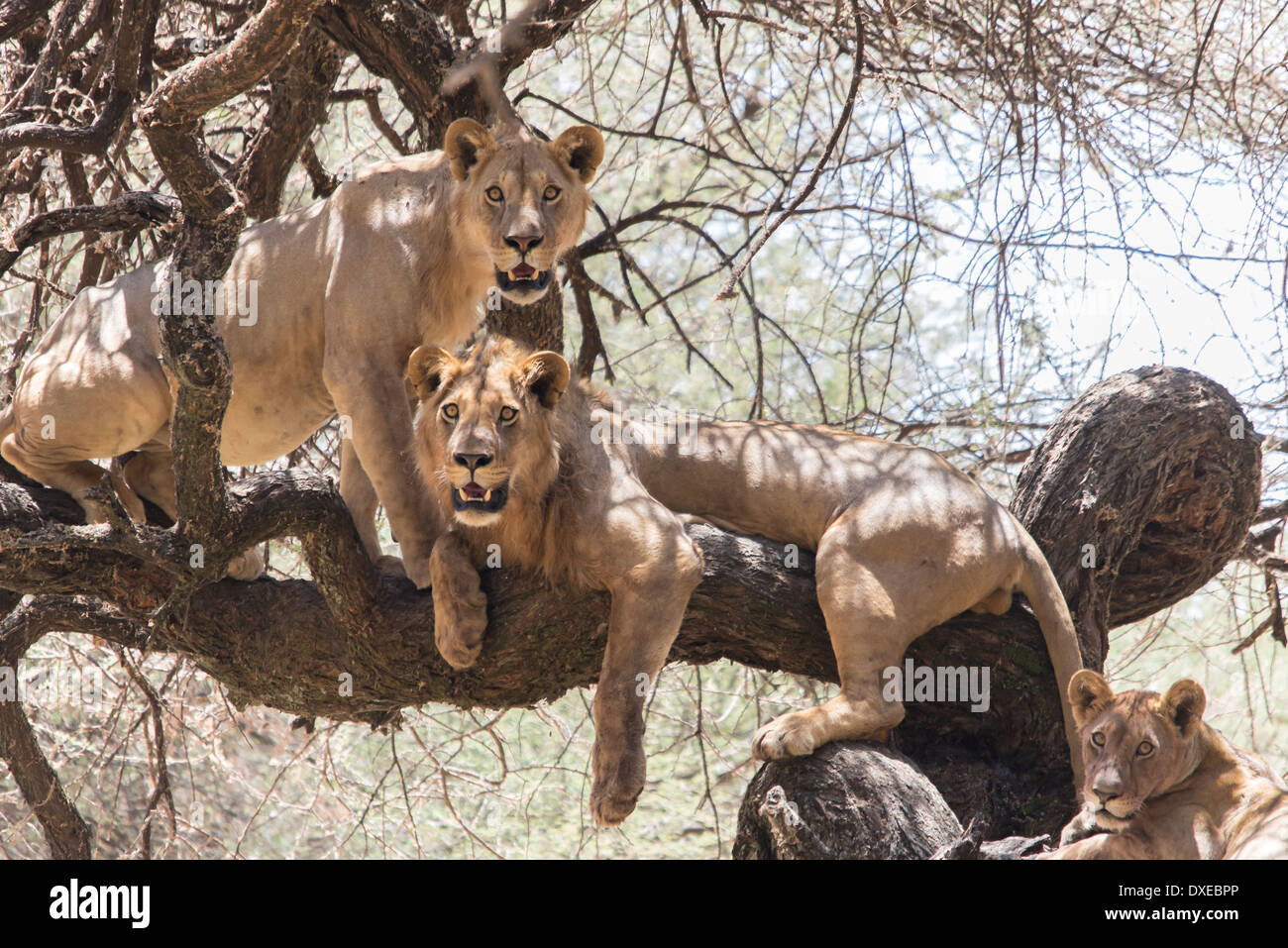 Eine Familie von Löwen in einem Baum in Tansania Stockfoto
