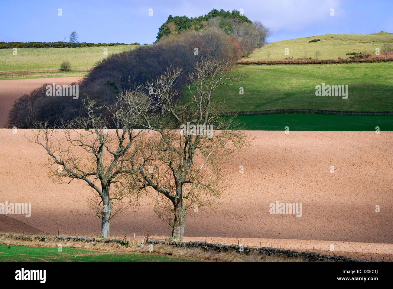 Hügelige Felder Perthshire. Stockfoto