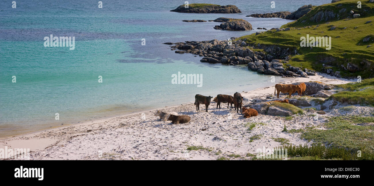 Rinder am Sandstrand, Vatersay, äußeren Hebriden Stockfoto