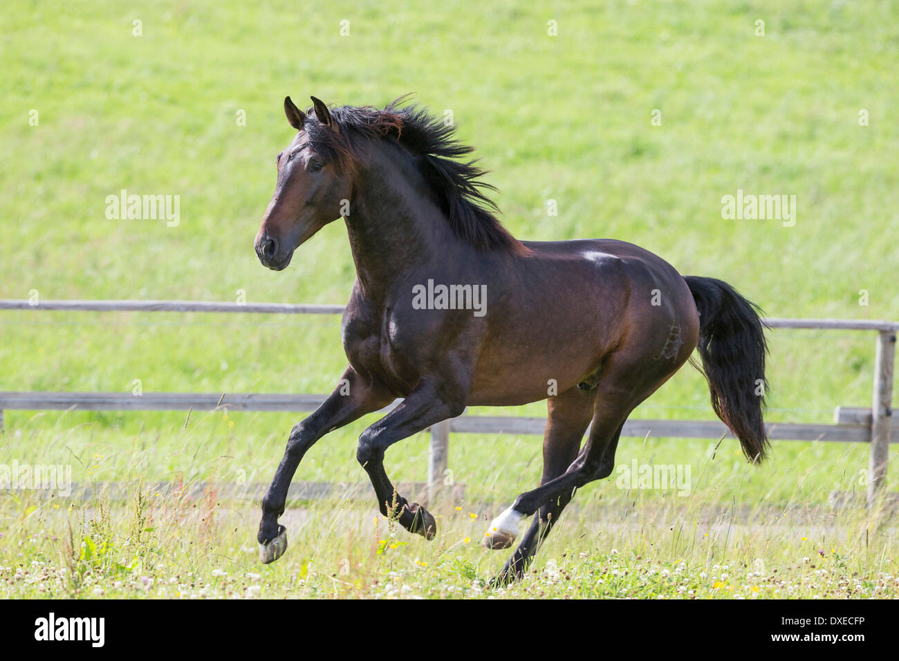 Rein spanische Pferd, andalusischen. Bucht Hengst im Galopp auf der Weide, Deutschland Stockfoto