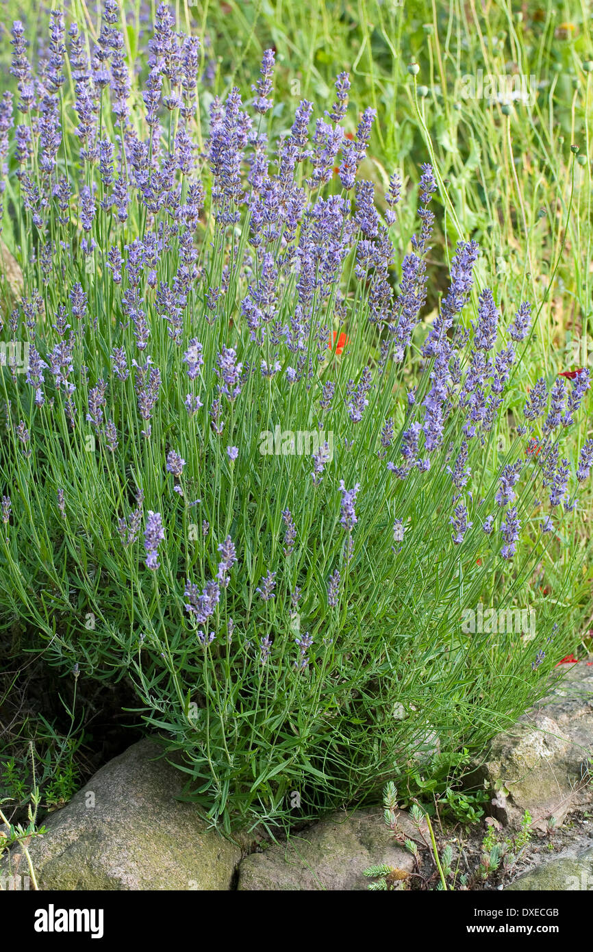 Lavendel, Echter Lavendel, Lavandula Angustifolia, Lavande vraie Stockfoto