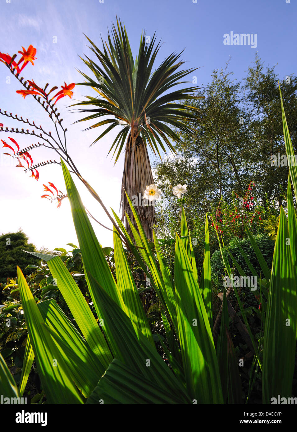 Palm-Baum und mont Brekzie Stockfoto