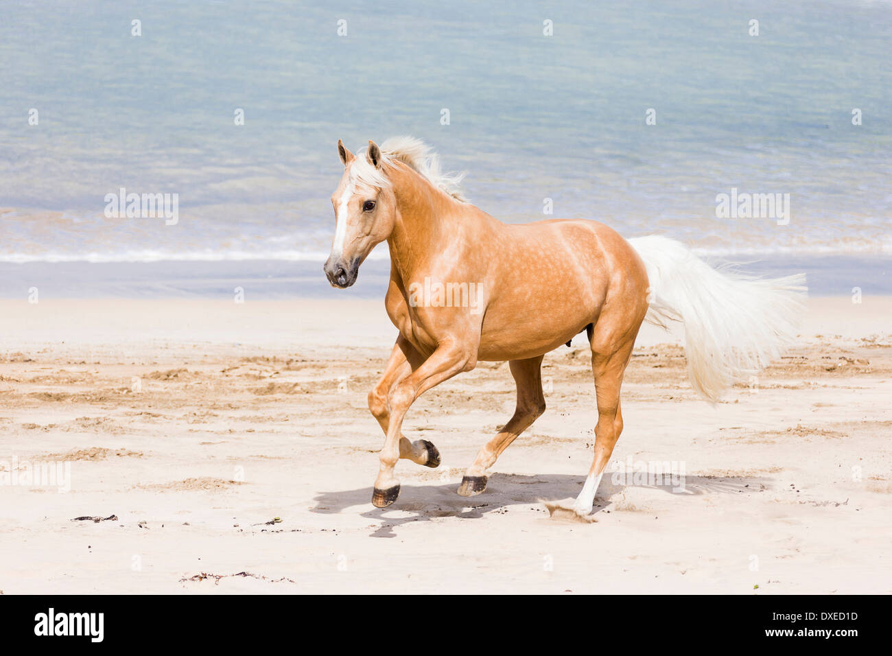 Quarab. Palomino Galopp am Strand. Neuseeland Stockfoto