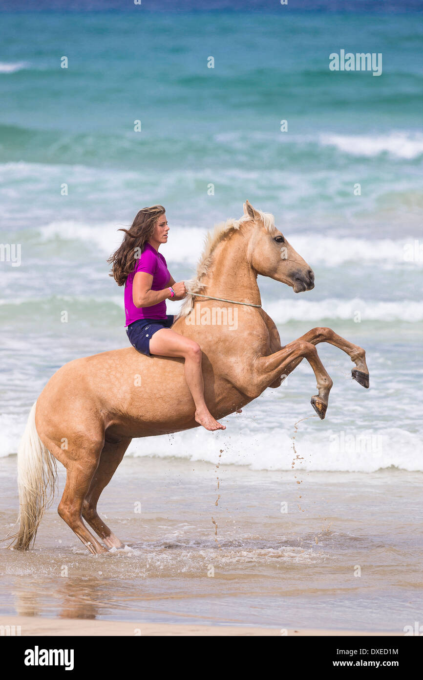 Quarab. Palomino mit bareback Reiter Aufzucht an einem Strand. Neuseeland Stockfoto