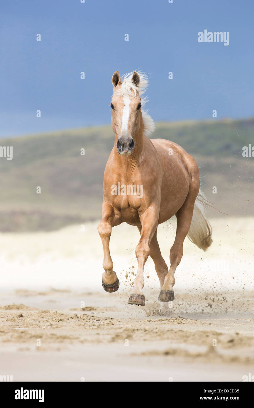 Quarab. Palomino Galopp am Strand. Neuseeland Stockfoto