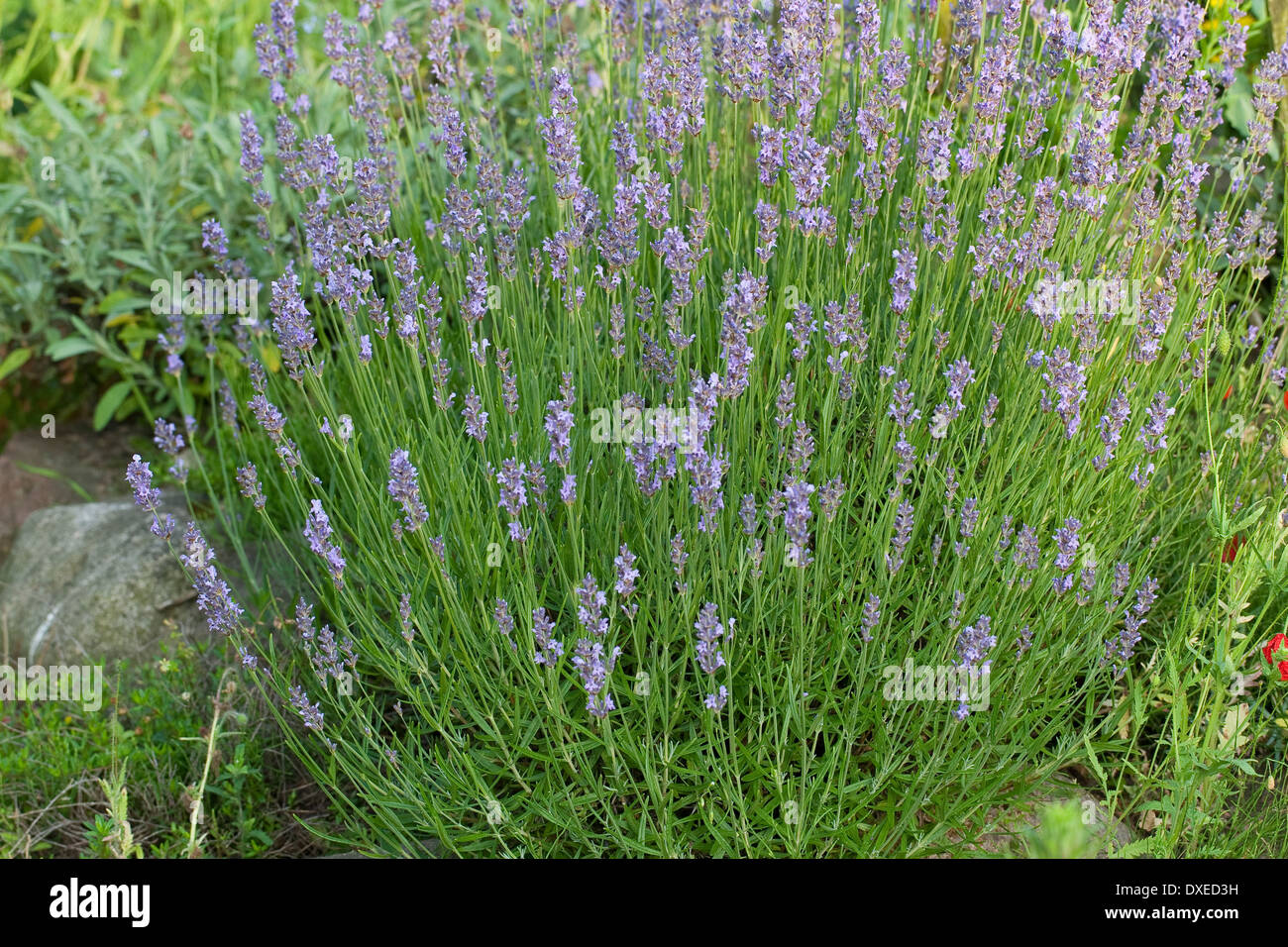 Lavendel, Echter Lavendel, Lavandula Angustifolia, Lavande vraie Stockfoto