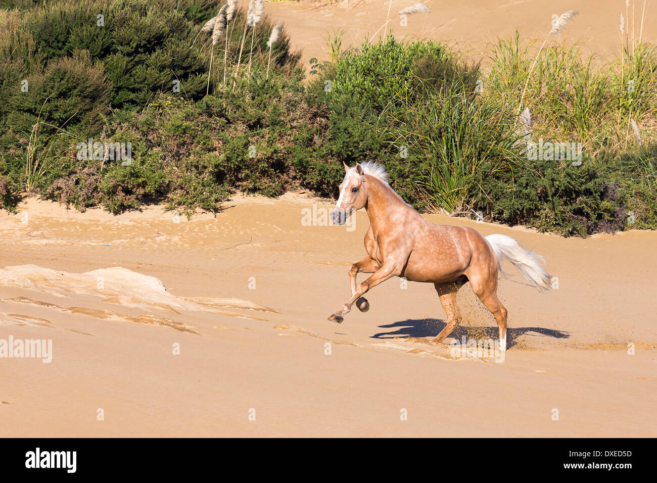 Quarab. Palomino Galopp am Strand. Neuseeland Stockfoto
